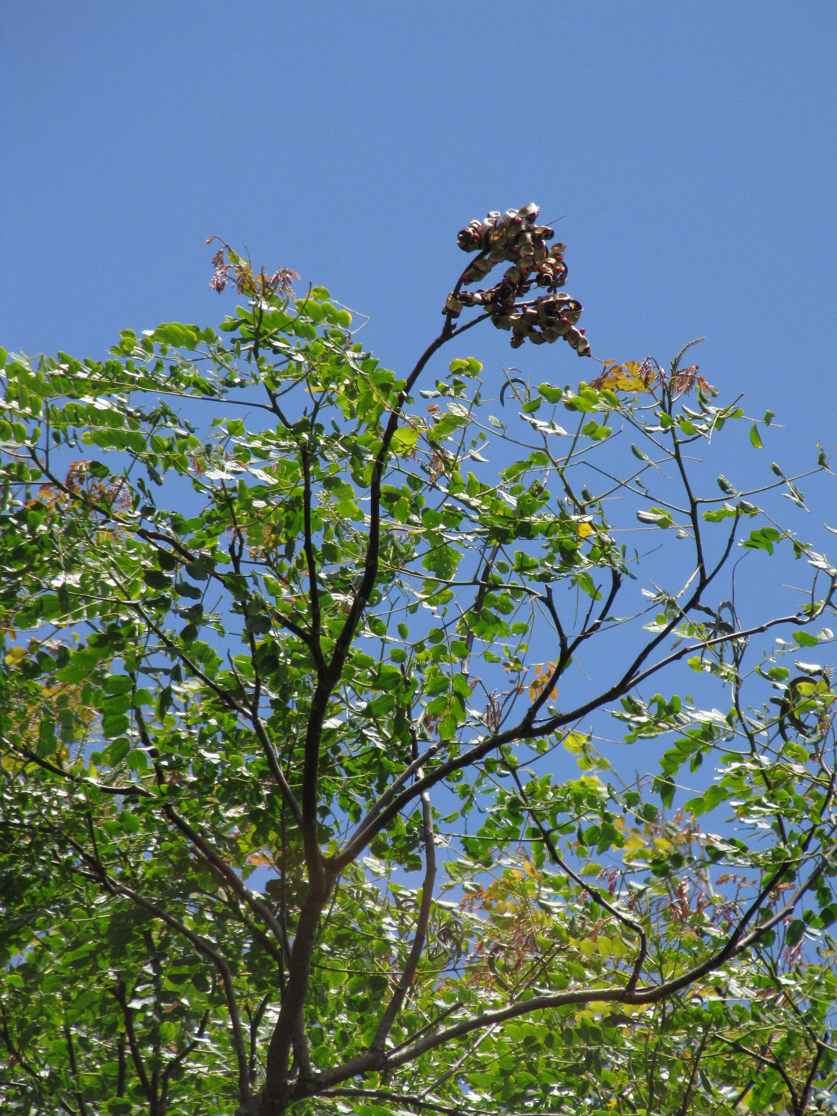 Image of beadtree