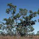 Image of Eucalyptus oligantha Schau.