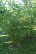 Image of Phyllostachys platyglossa C. P. Wang & Z. H. Yu