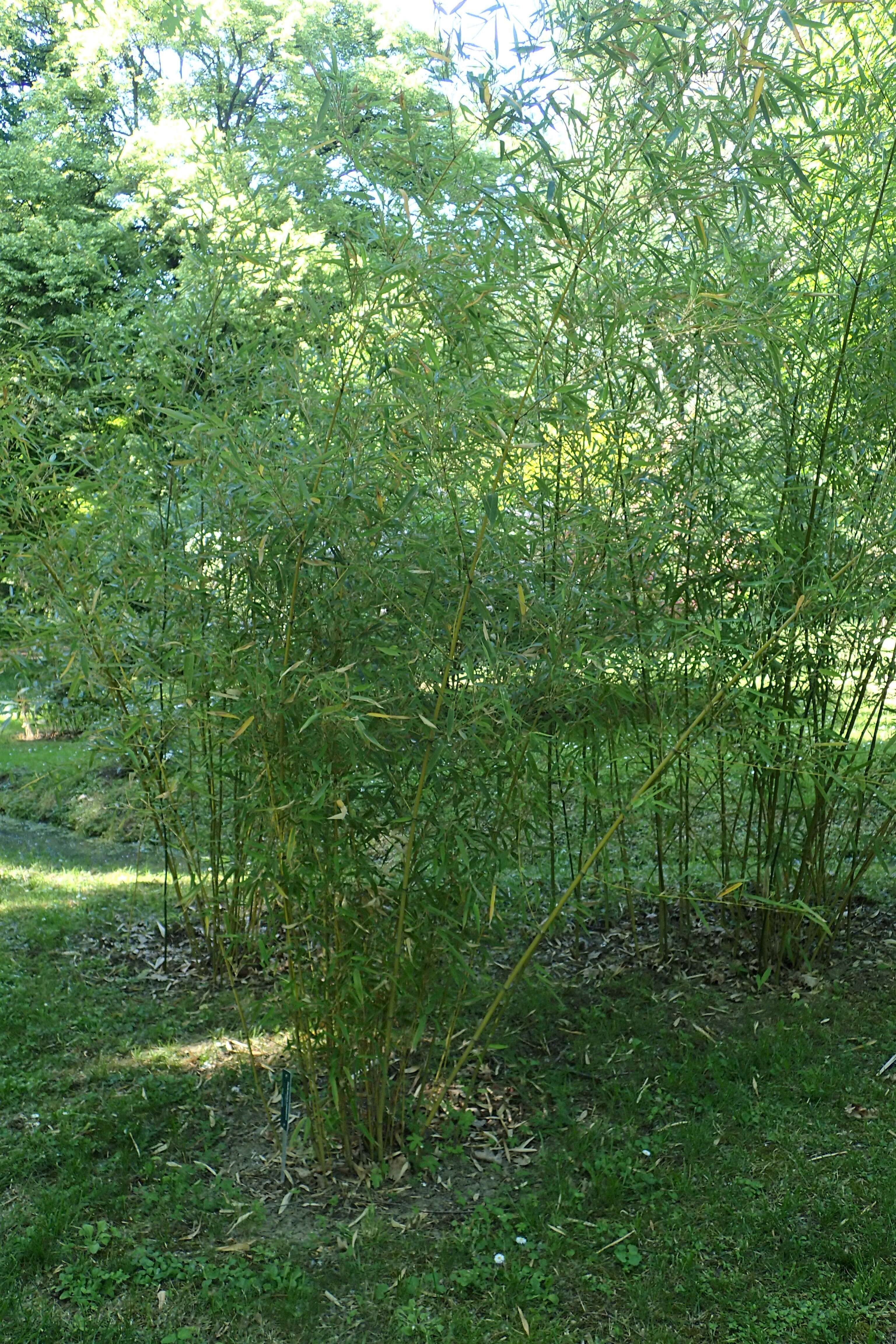 Image of Phyllostachys platyglossa C. P. Wang & Z. H. Yu