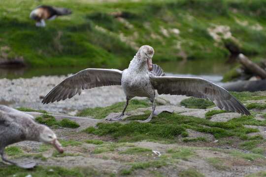 Image of Antarctic Giant-Petrel