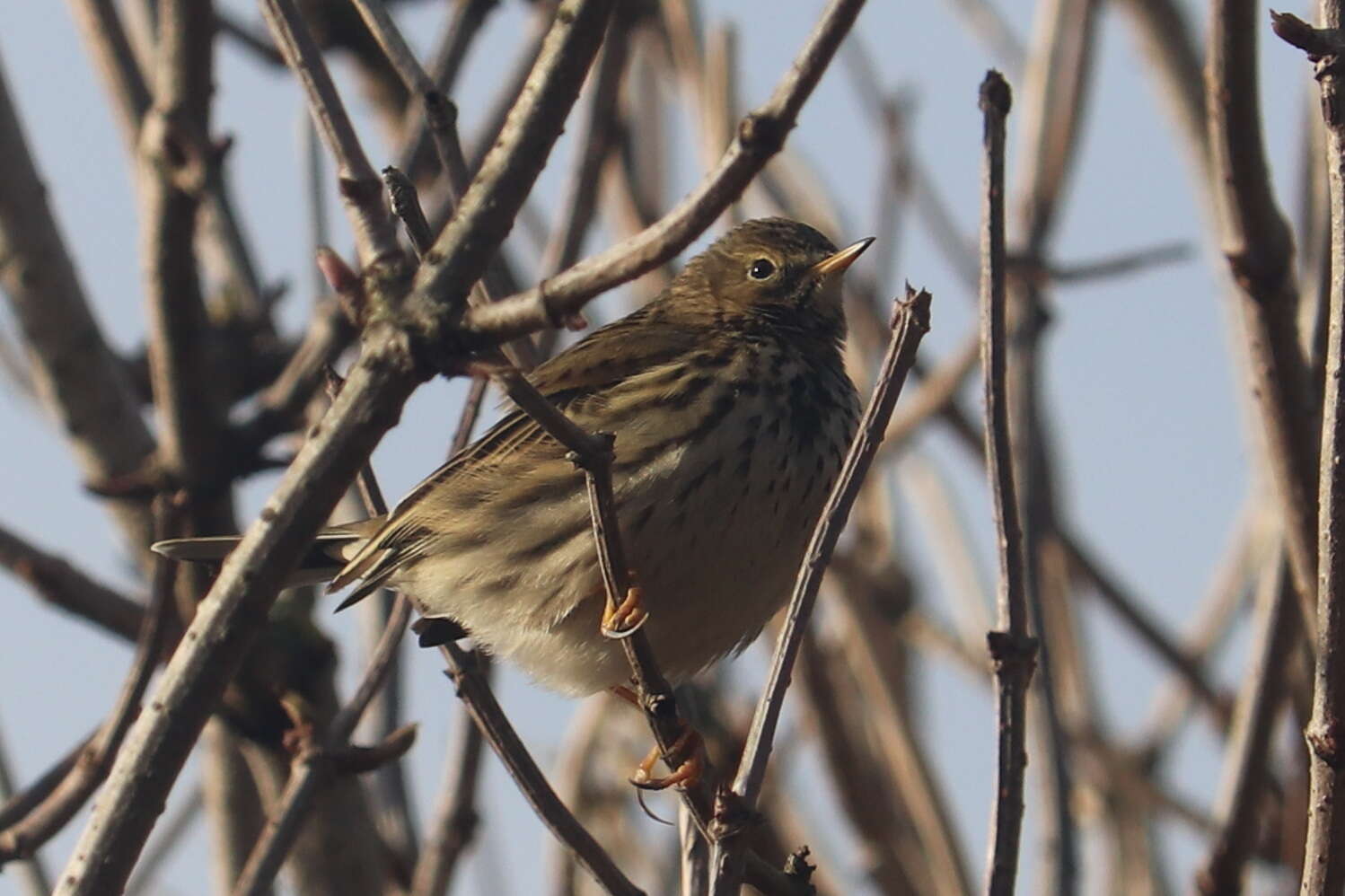 Imagem de Anthus pratensis (Linnaeus 1758)