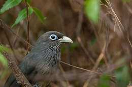 Image of Blue-faced Malkoha