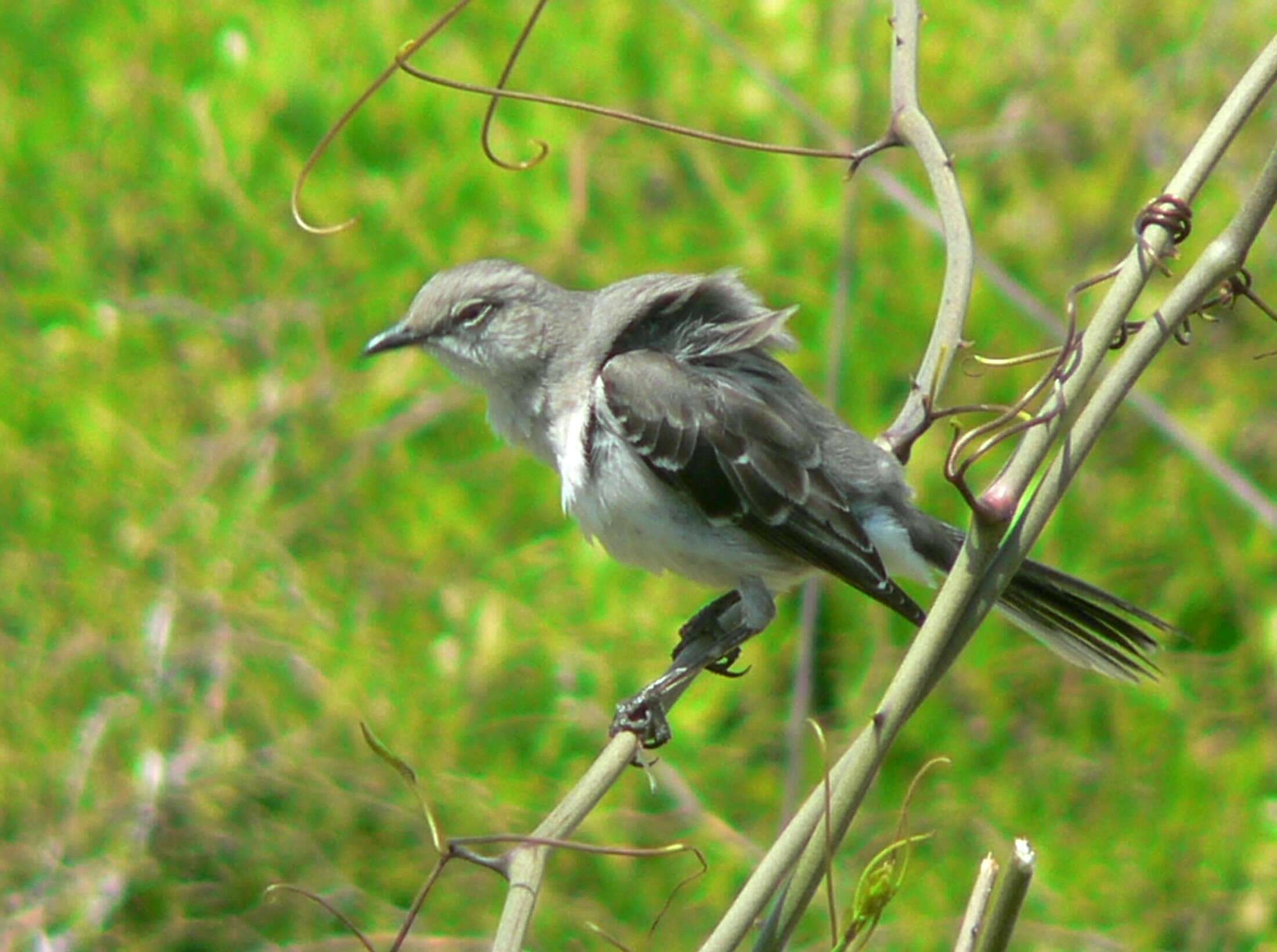 Image of Northern Mockingbird