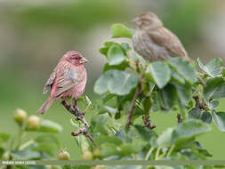 Plancia ëd Carpodacus rhodochlamys (Brandt & JF 1843)