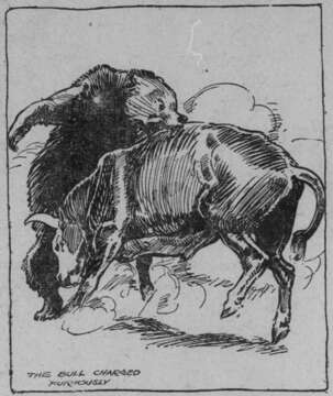 Image of Ursus arctos californicus Merriam 1896