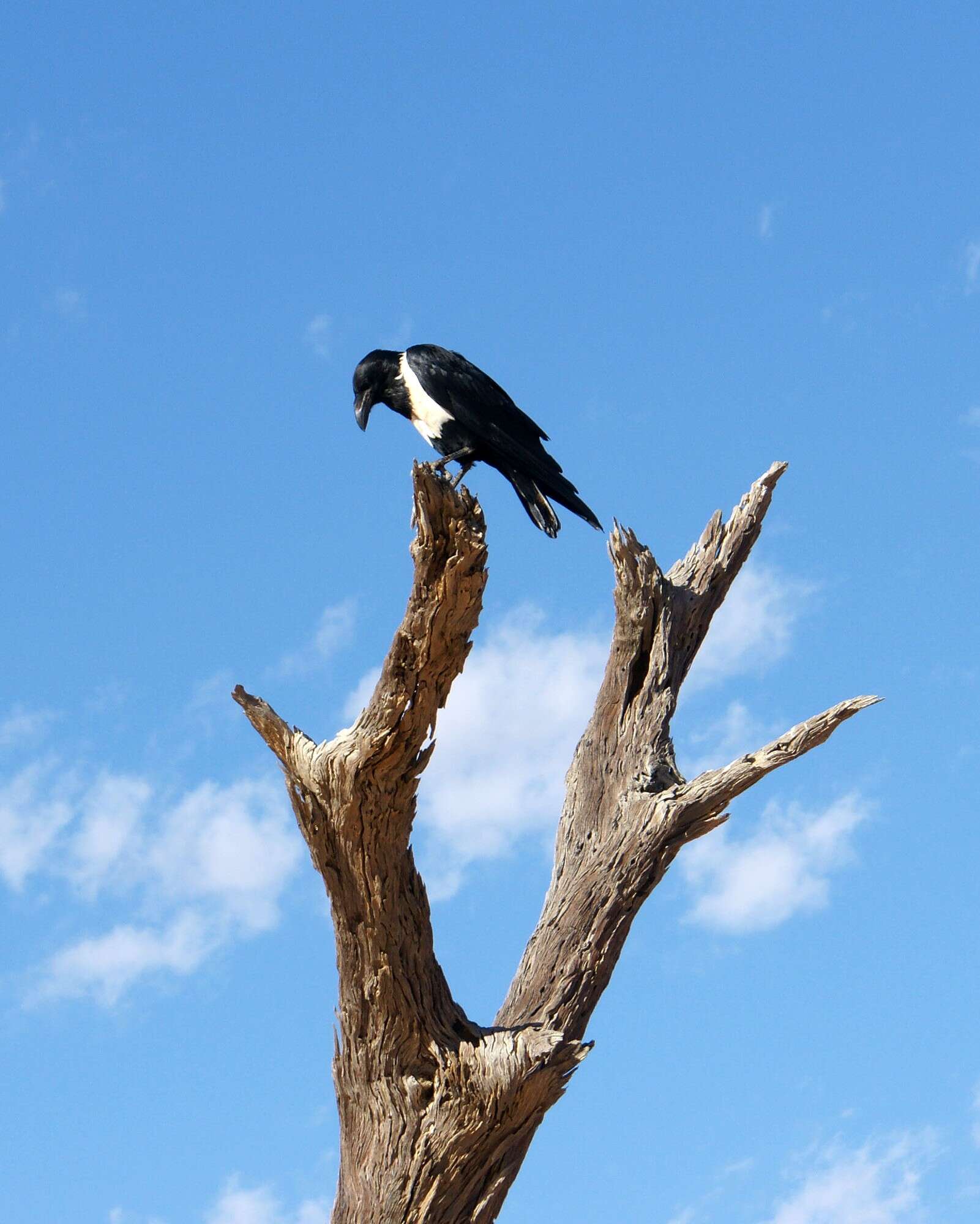 Image of Pied Crow