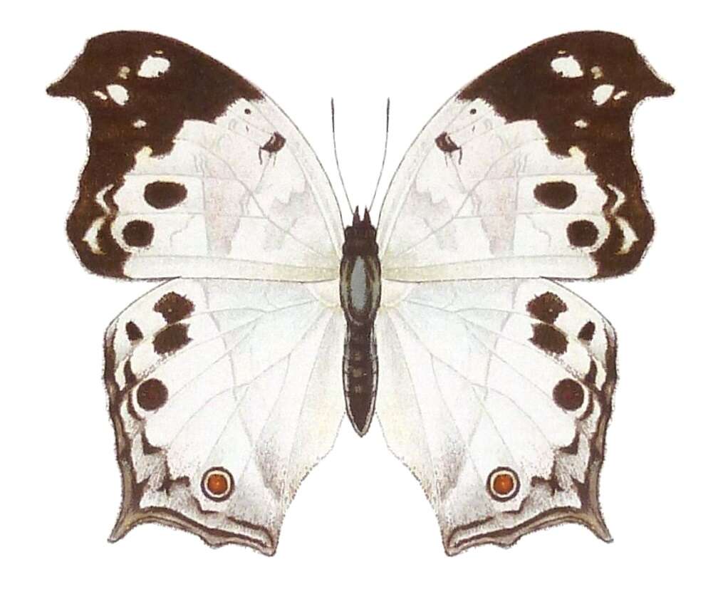 Image of Protogoniomorpha anacardii