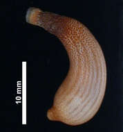 Image de Antillesomatidae Kawauchi, Sharma & Giribet 2012