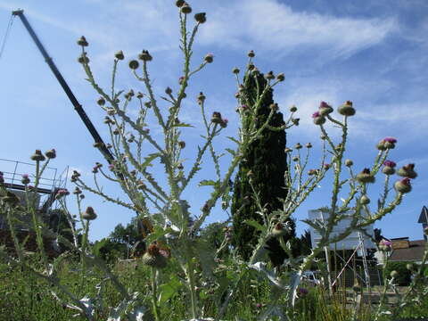 Image of Cotton Thistle