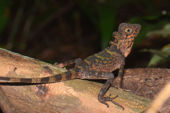 Image of Blue-eyed Anglehead Lizard