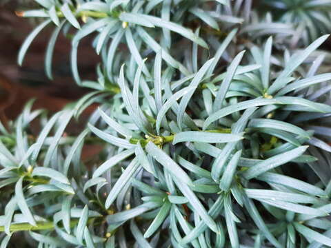 Image of tarragon