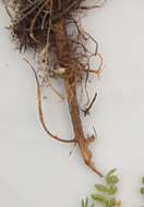 Image of Rhizobium