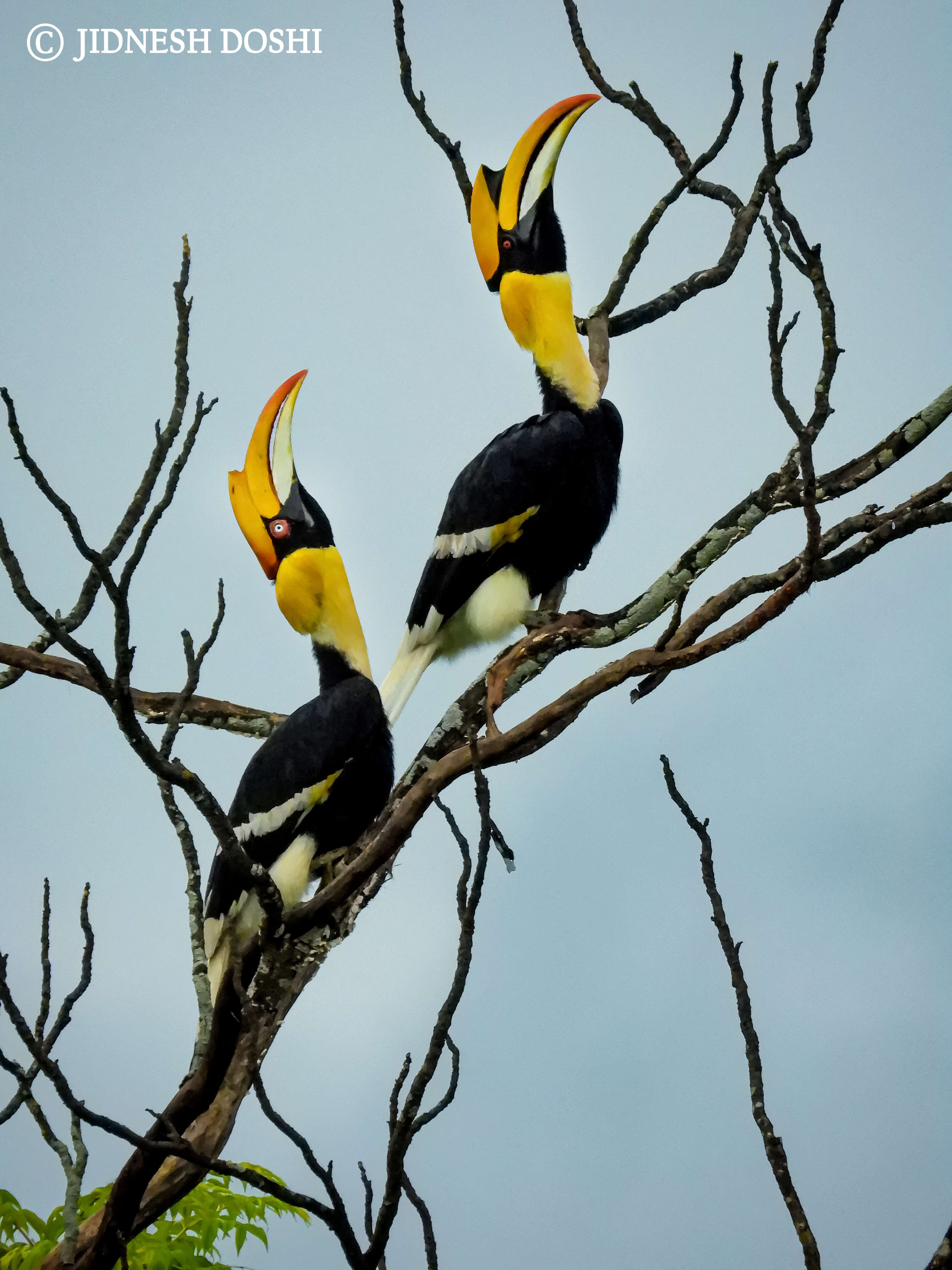 Image of Great Indian Hornbill