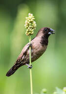 Image of Black-throated Munia