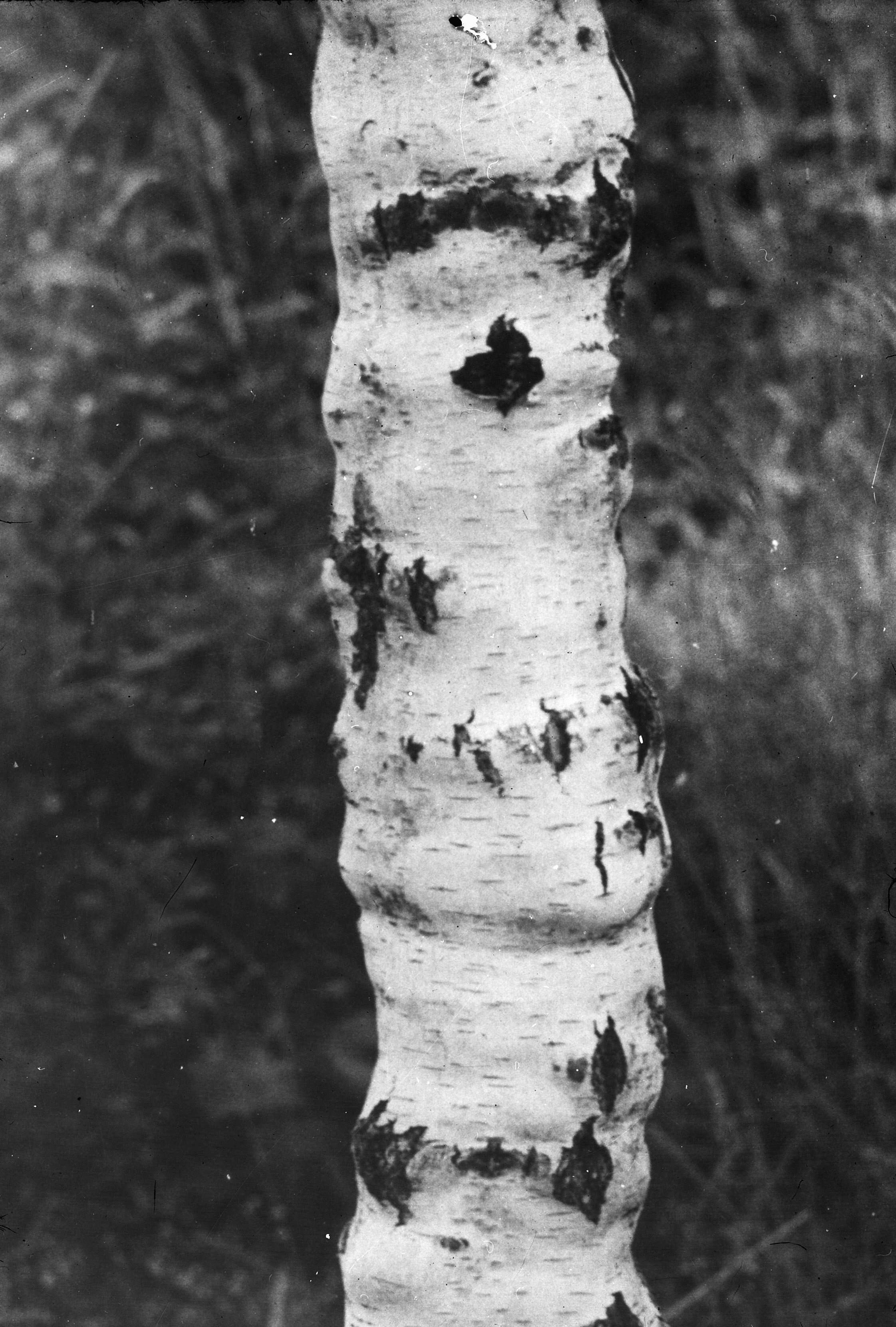 Image of Common Birch