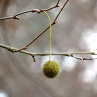 Image of American sycamore