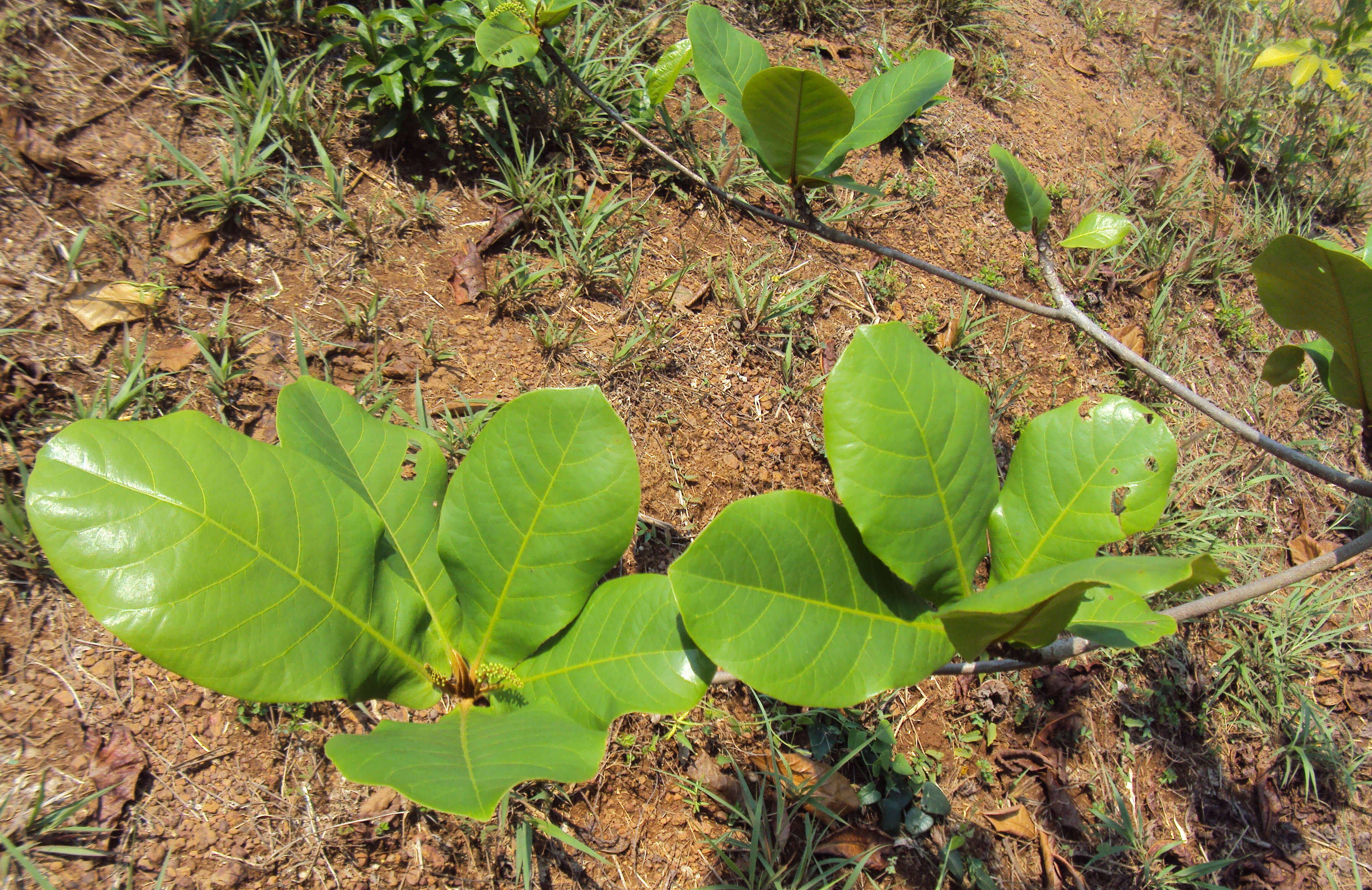 Image of tropical-almond