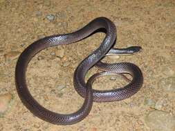 Image of Greater Black Krait