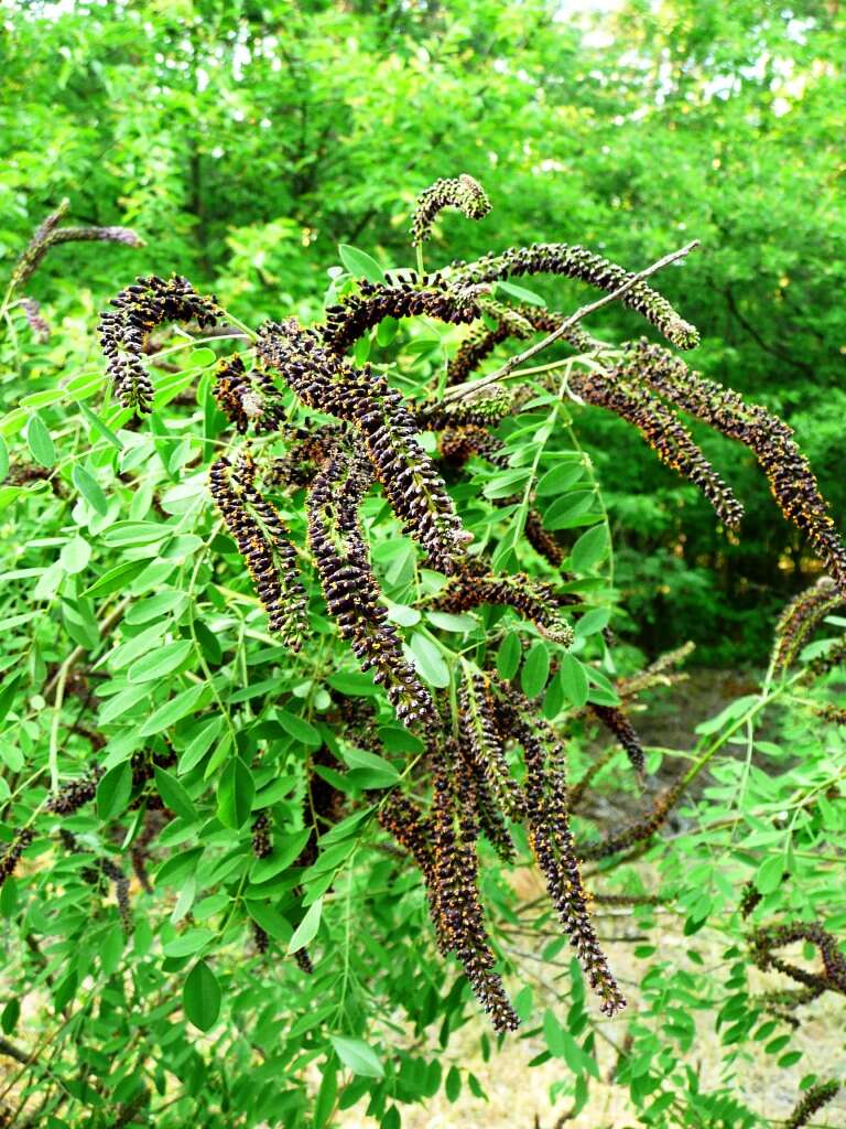 Imagem de Amorpha fruticosa L.