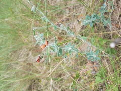 Image of hairy canary-clover