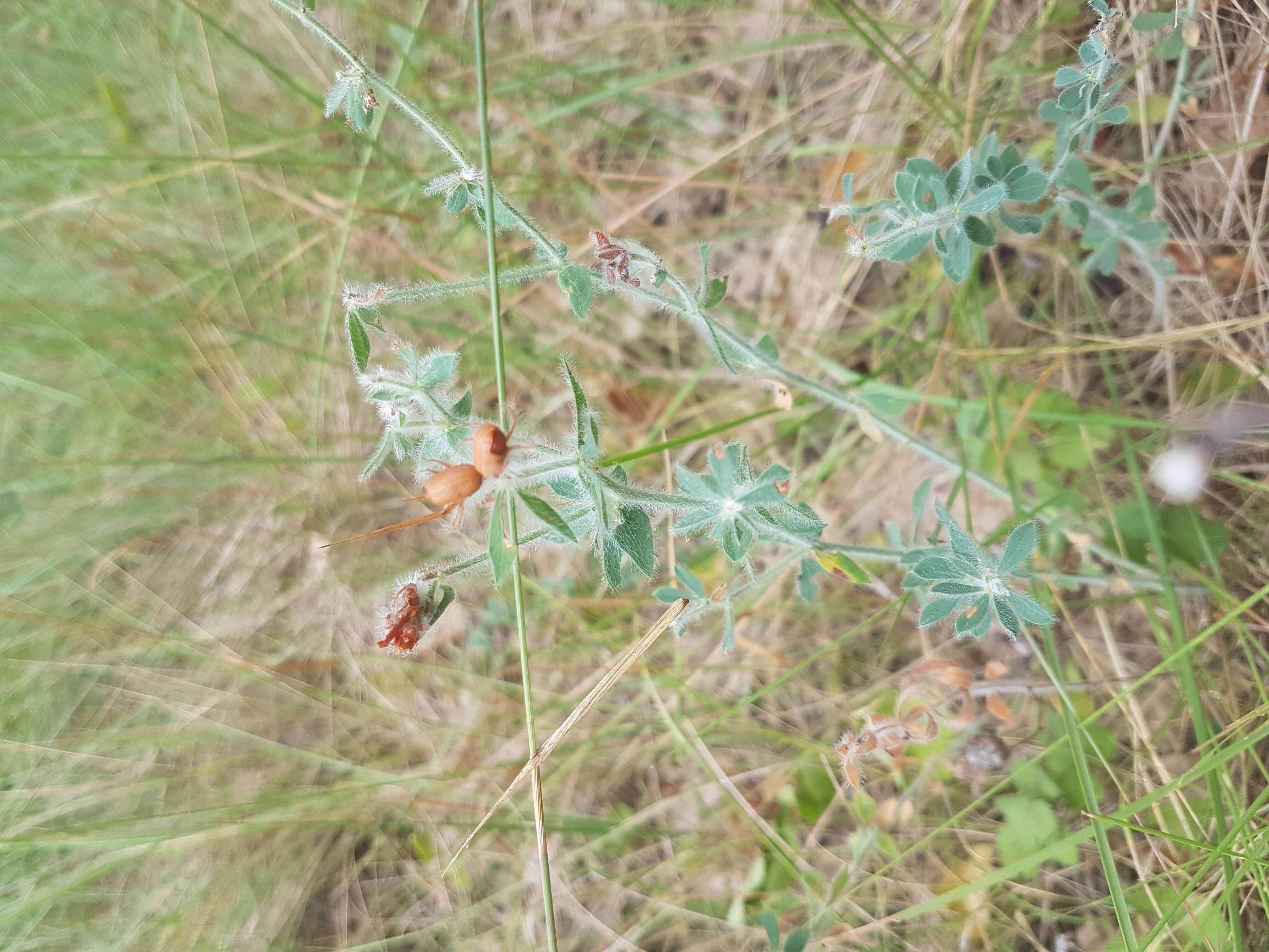 Слика од Dorycnium hirsutum (L.) Ser.