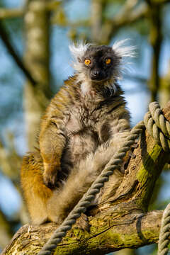 Image of Black Lemur