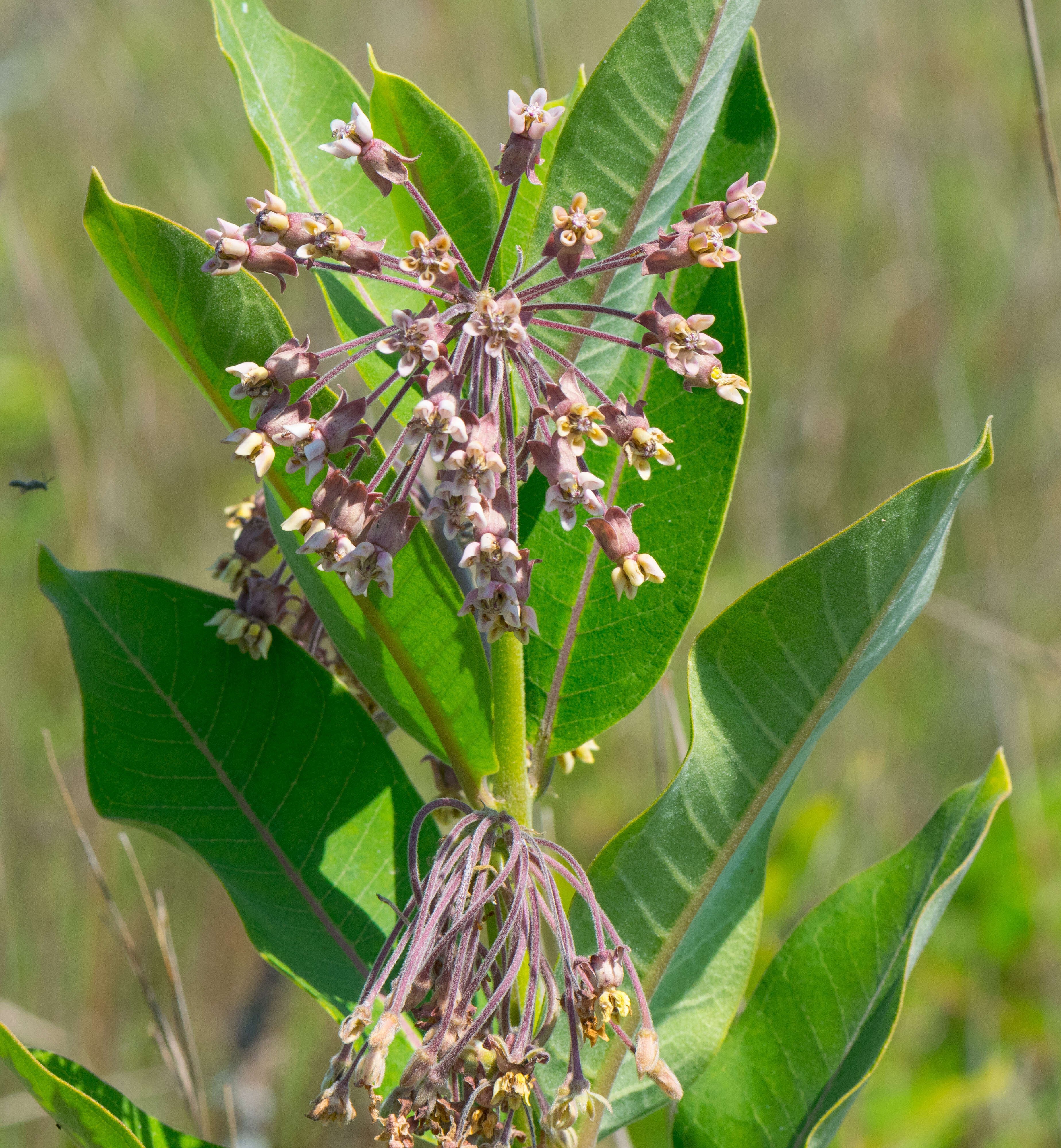 Imagem de Asclepias syriaca L.