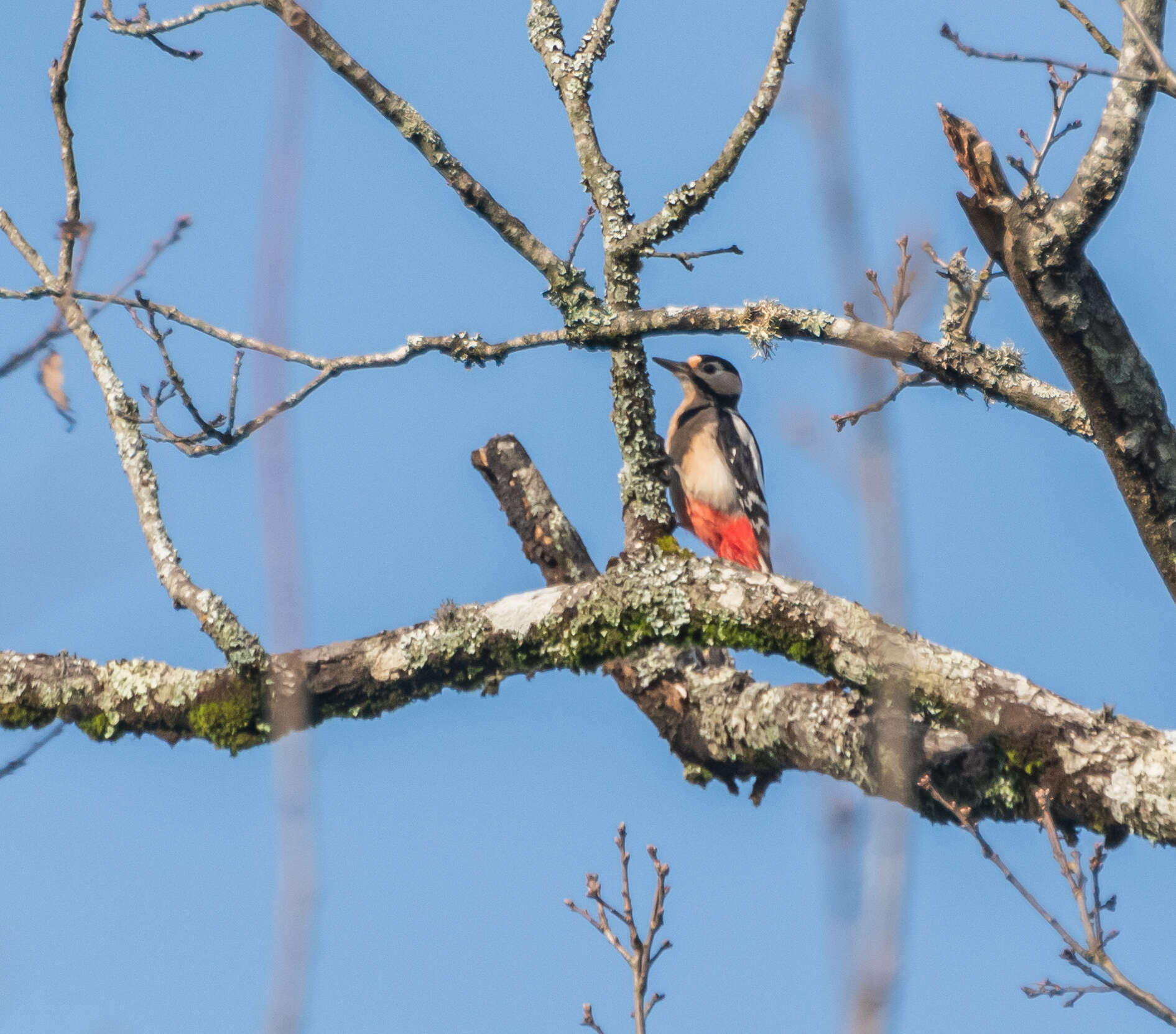 Image of Great Spotted Woodpecker