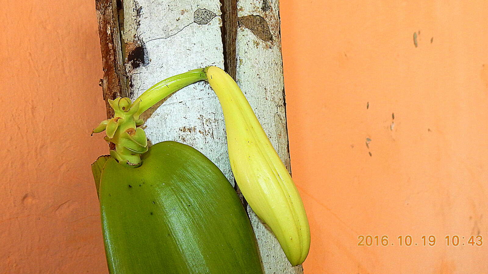 Image of West Indian vanilla