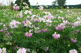 Image of crown vetch