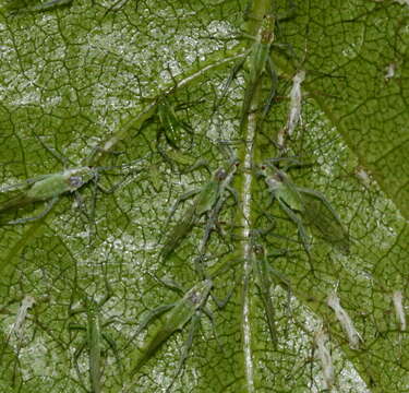 Image of Aphid