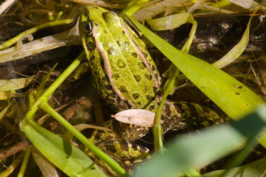 Image of Perez's Frog