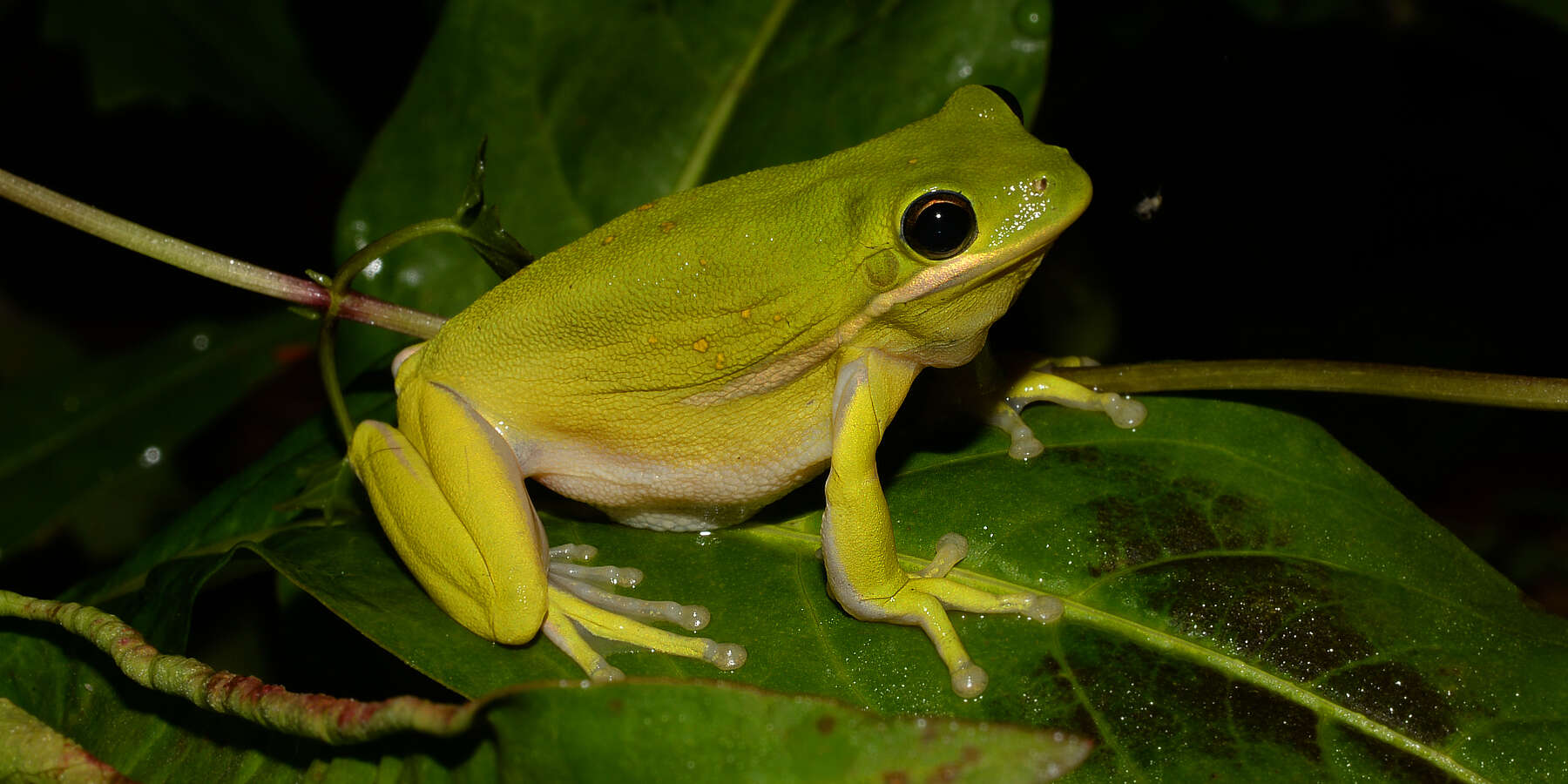 Image of American Green Treefrog