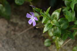 Image of Greater Periwinkle