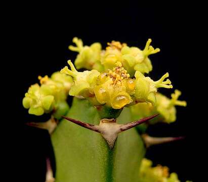 Слика од Euphorbia grandidens Haw.