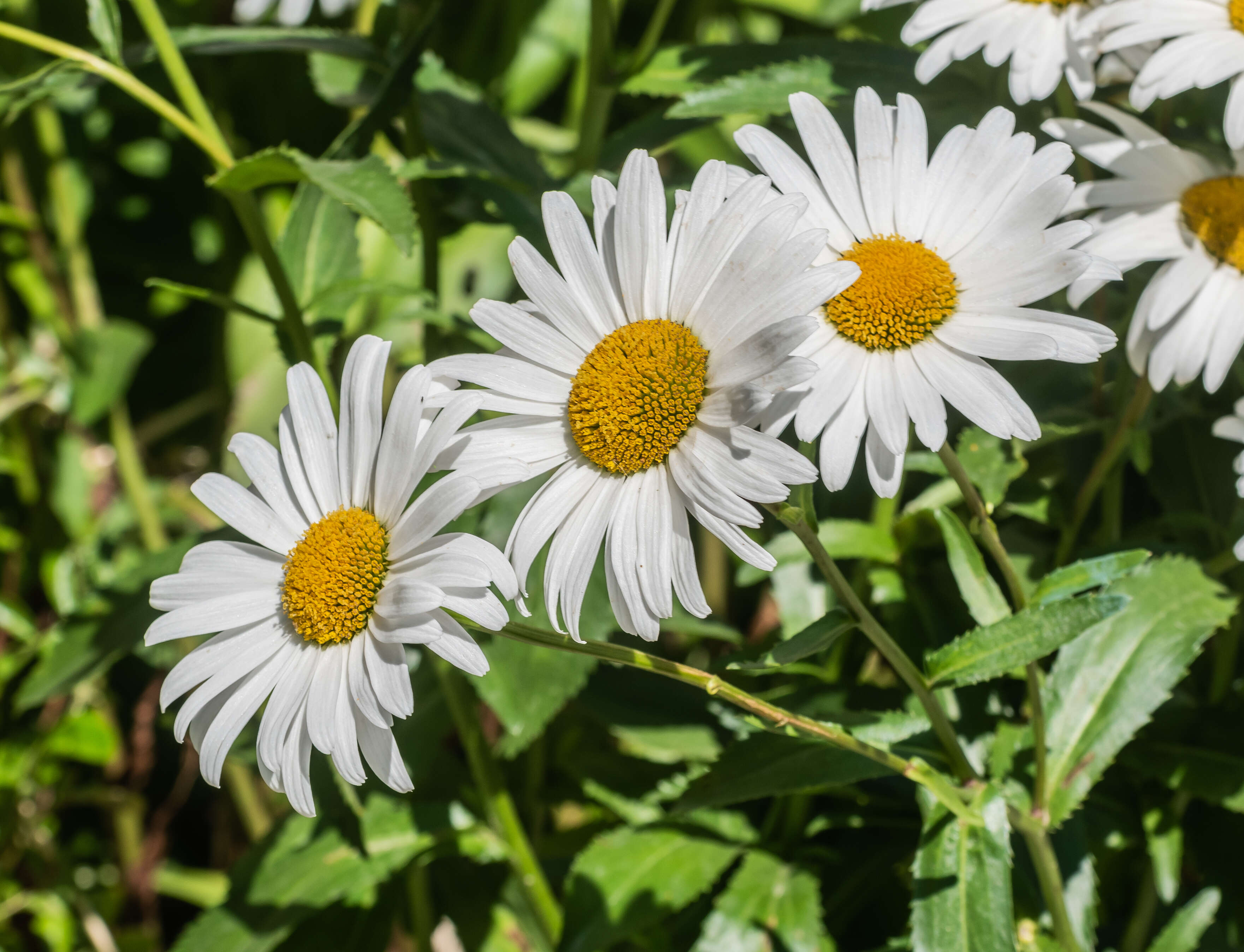 Image of max chrysanthemum