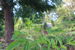 Image of Sambucus cerulea