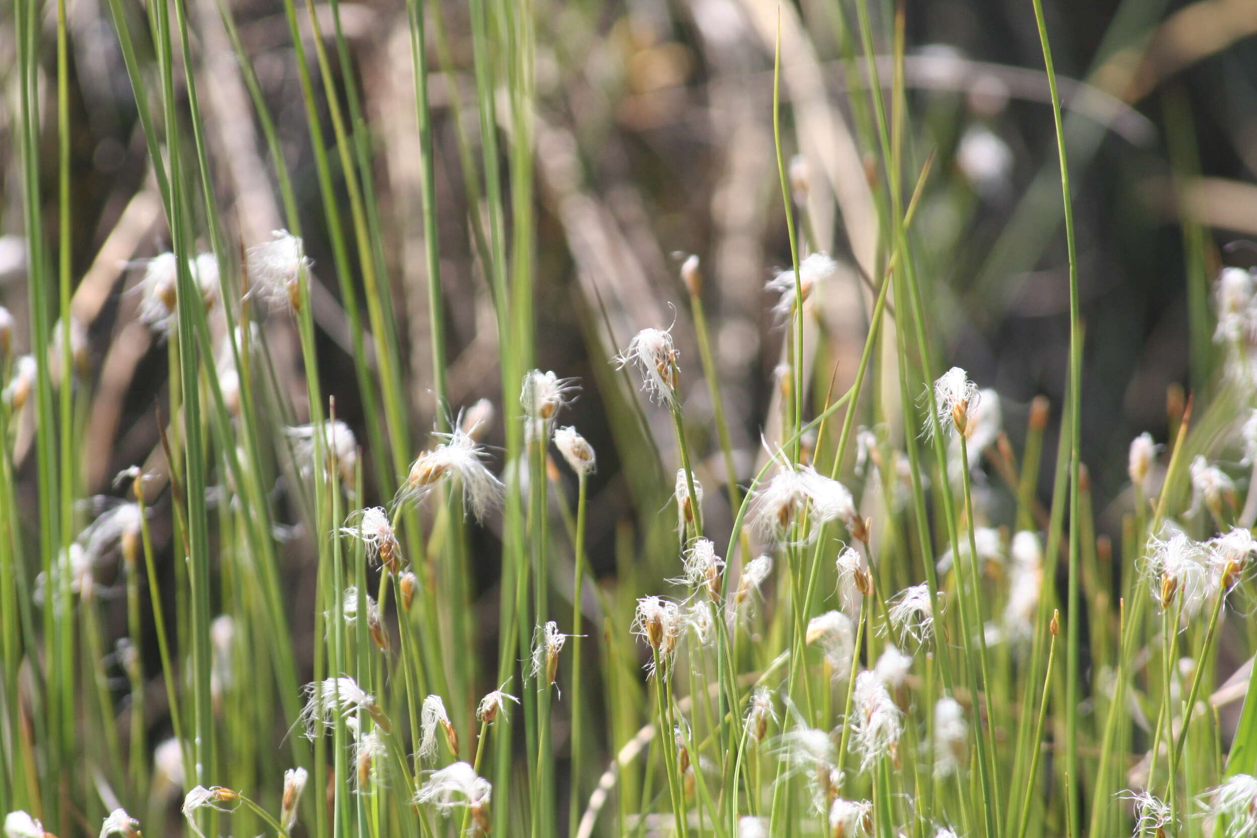 Plancia ëd Rhynchospora alba (L.) Vahl