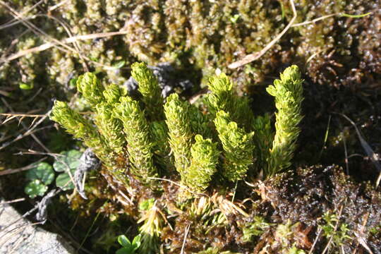 Image of Alpine Creeping-Cedar