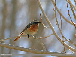 Image of Eversmann's Redstart