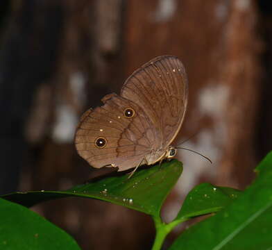 Imagem de Faunis gracilis Butler 1867