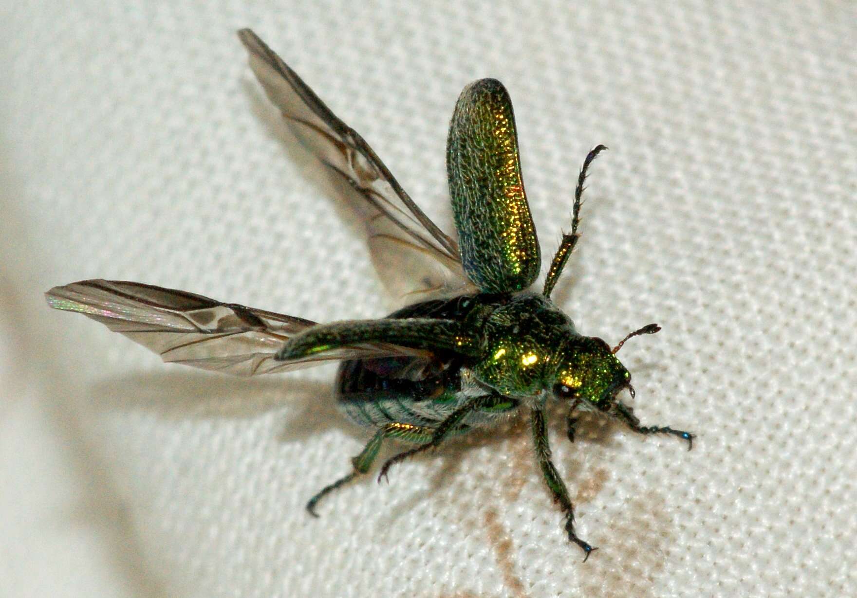 Image of Diphucephala