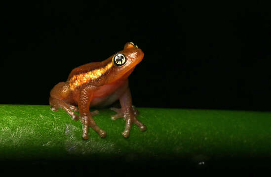 Image of Ochlandra shrub frog