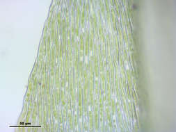 Слика од Brachythecium mildeanum W. P. Schimper ex Milde 1862