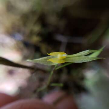 Image of Lepanthes kokonuko