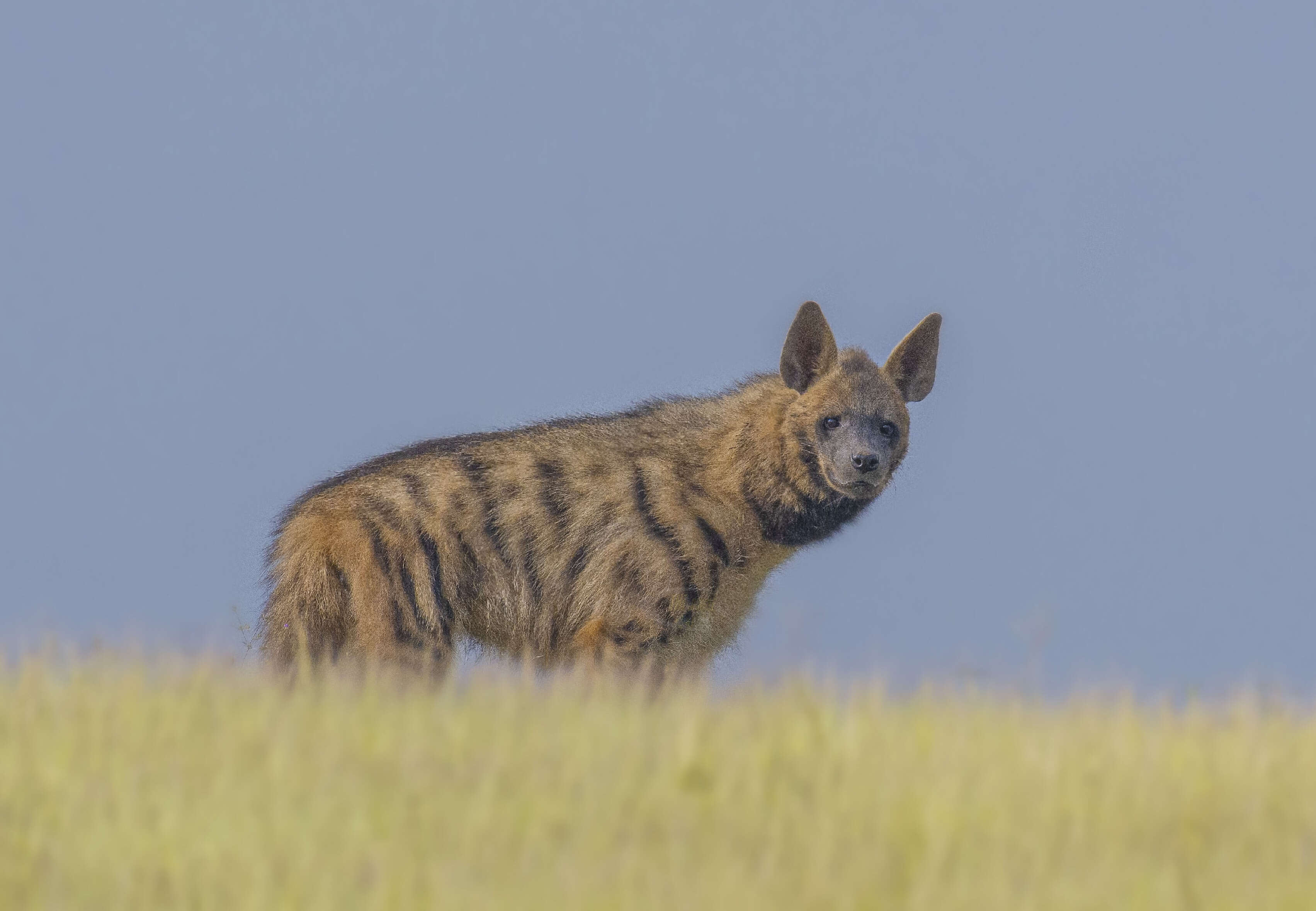 Image of Striped Hyena