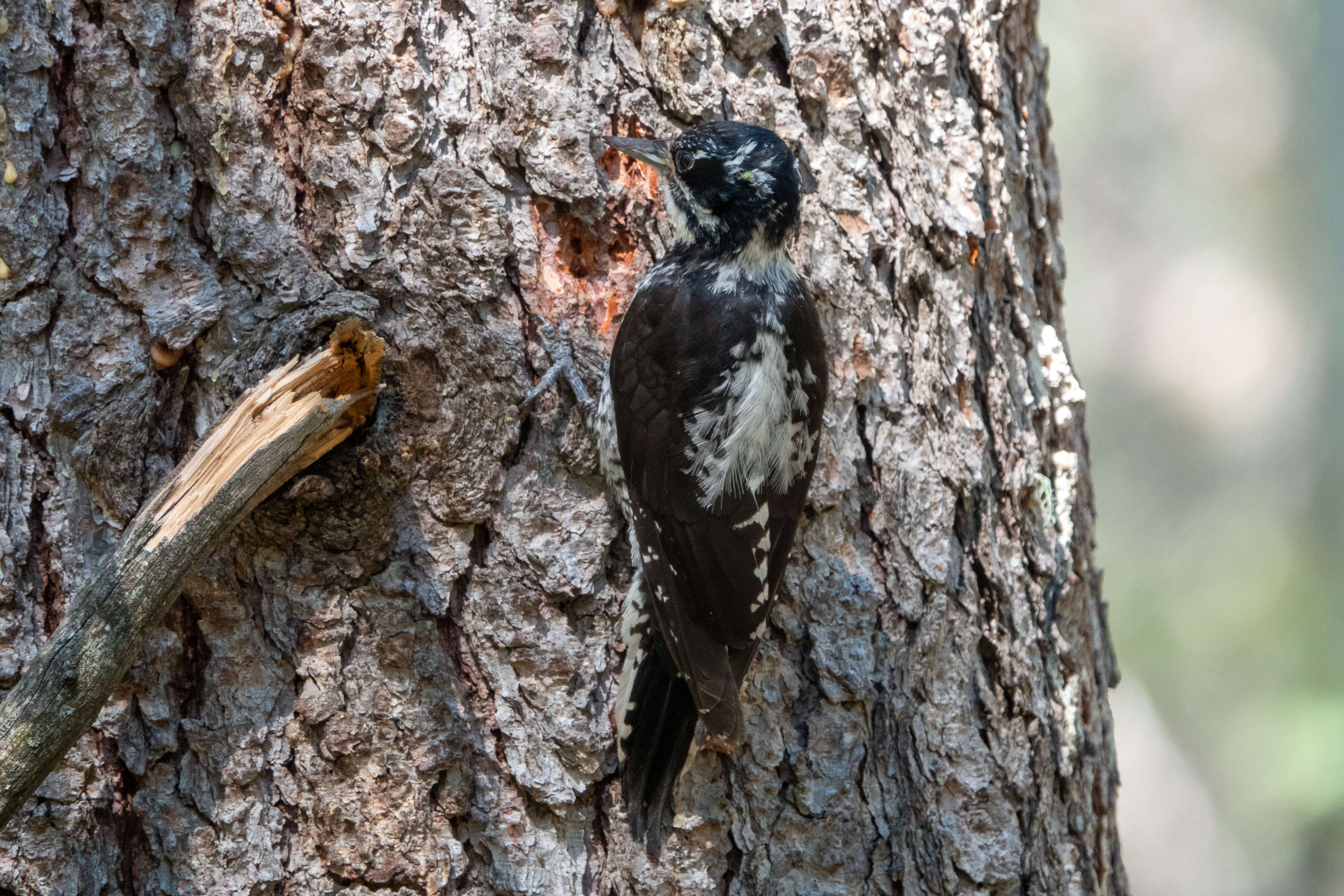 Image of American Three-toed Woodpecker