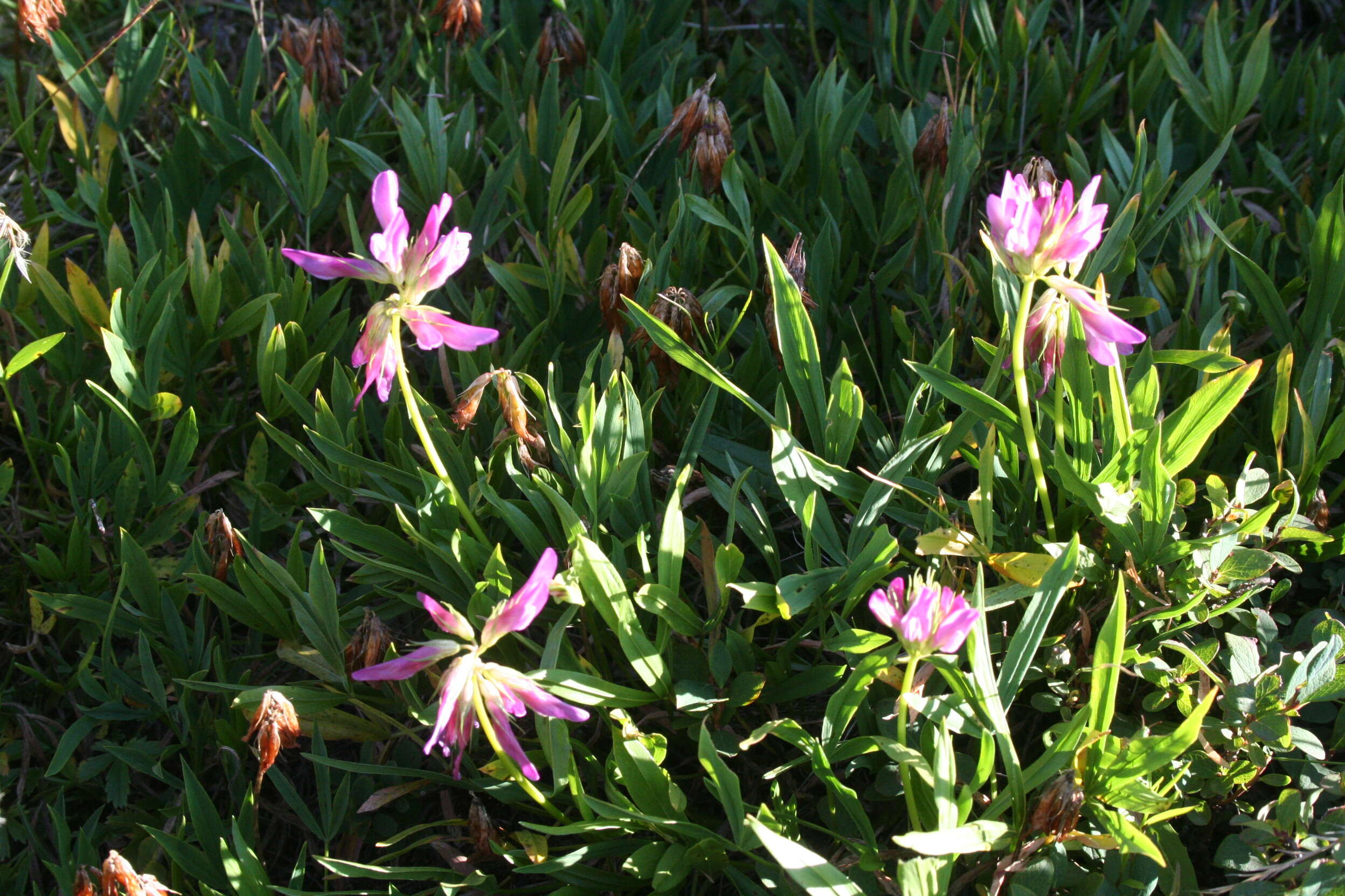 Image of alpine clover