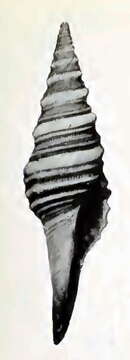 Image of Polystira florencae Bartsch 1934